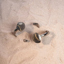 Anadara Brasiliana Bracelet